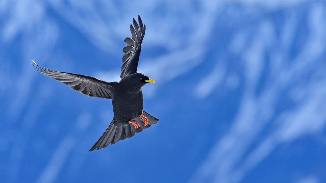 Bartgeier, Gypaète Barbu, Quebrantahuesos, Lämmergeier, Lammergeier, 