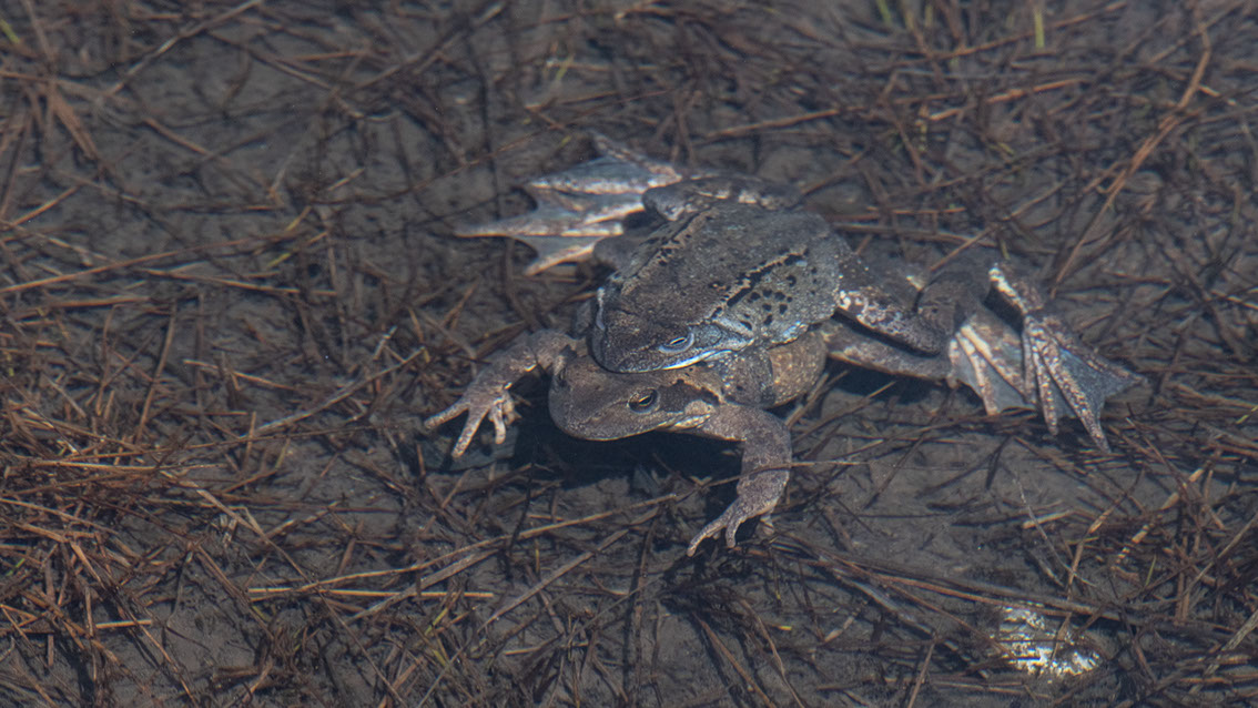 Bartgeier, Gypaète Barbu, Quebrantahuesos, Lämmergeier, Lammergeier, 