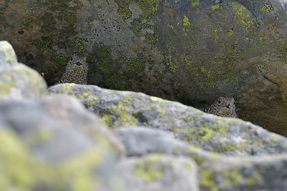 Bartgeier, Gypaète Barbu, Quebrantahuesos, Lämmergeier, Lammergeier, 