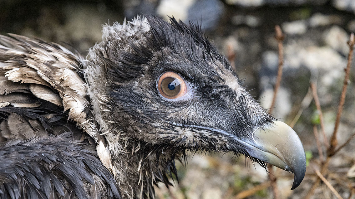 Bartgeier Bartgeier, Gypaète Barbu, Quebrantahuesos, Lämmergeier, Lammergeier,