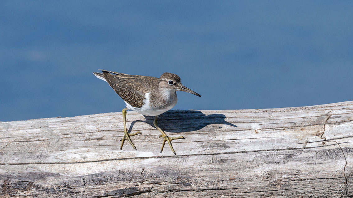 Bartgeier, Gypaète Barbu, Quebrantahuesos, Lämmergeier, Lammergeier, 