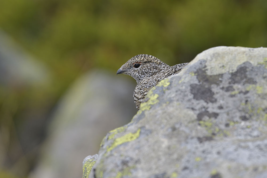 Bartgeier, Gypaète Barbu, Quebrantahuesos, Lämmergeier, Lammergeier, 