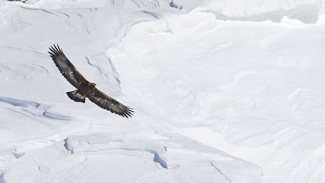 Bartgeier Schweiz Alpen fliegend Adult Gyaéte en vol Lammergeier Bearded Vulture