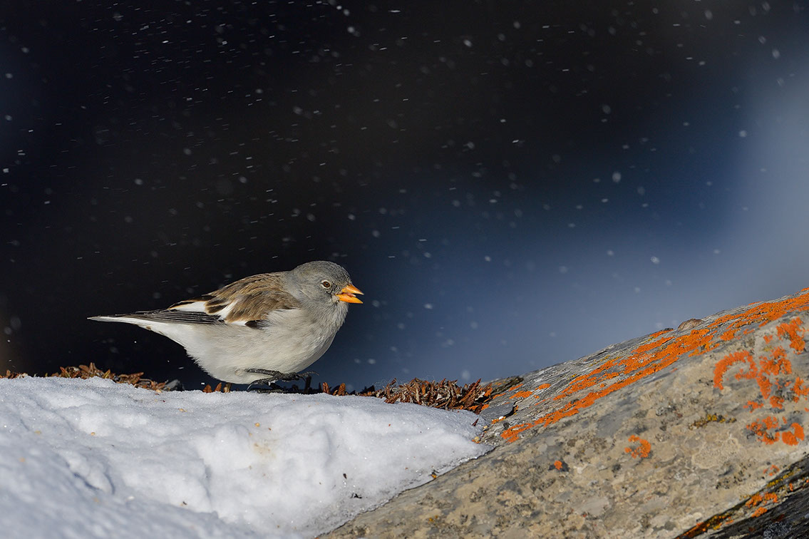 Bartgeier, Gypaète Barbu, Quebrantahuesos, Lämmergeier, Lammergeier, 