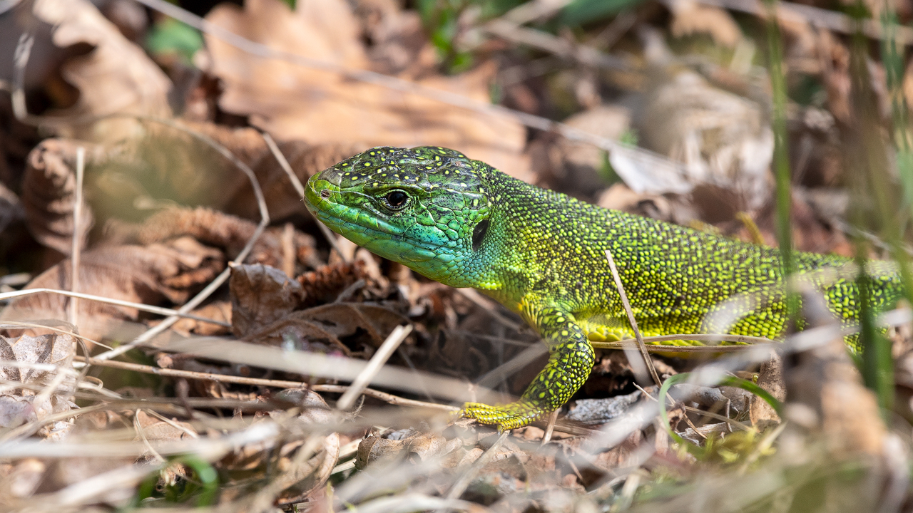 Bartgeier, Gypaète Barbu, Quebrantahuesos, Lämmergeier, Lammergeier, 