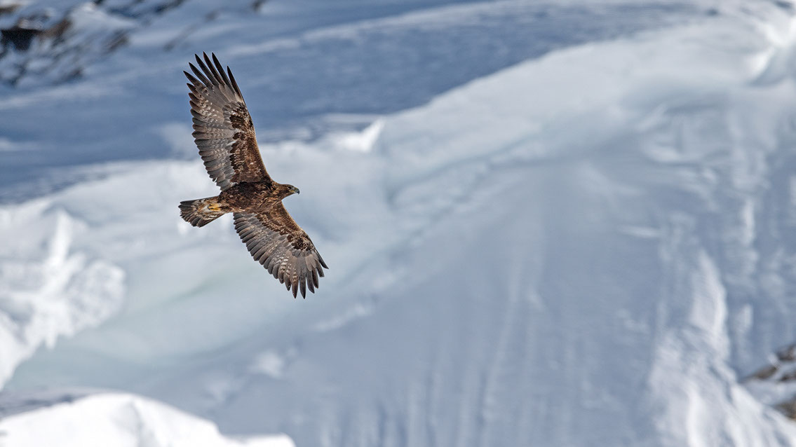 Bartgeier, Gypaète Barbu, Quebrantahuesos, Lämmergeier, Lammergeier, 