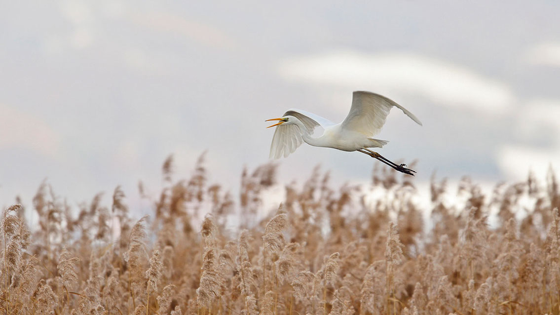Bartgeier, Gypaète Barbu, Quebrantahuesos, Lämmergeier, Lammergeier, 