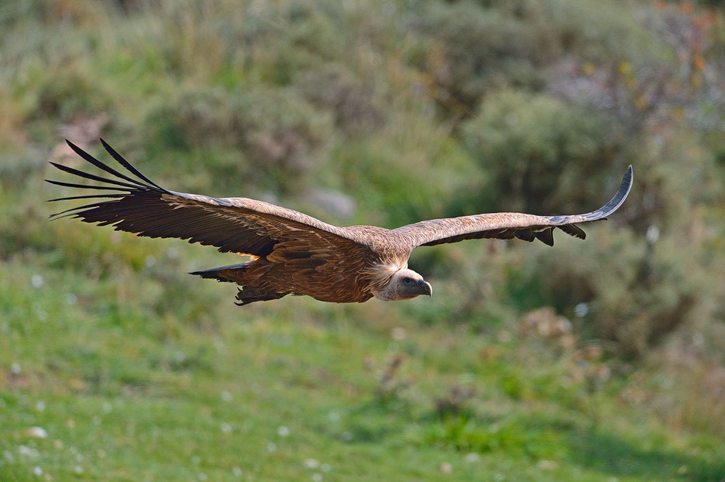 Gänsegeier Griffon Vulture