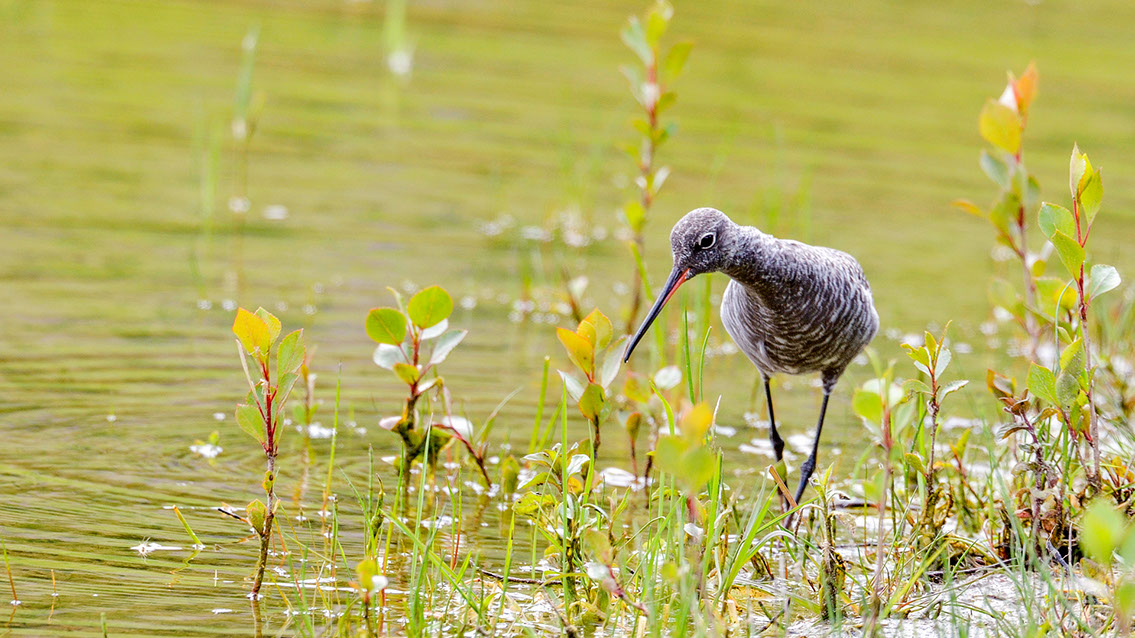 Bartgeier, Gypaète Barbu, Quebrantahuesos, Lämmergeier, Lammergeier, 