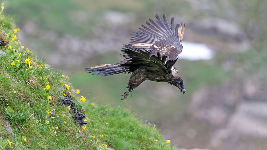 Bartgeier Bartgeier, Gypaète Barbu, Quebrantahuesos, Lämmergeier, Lammergeier,