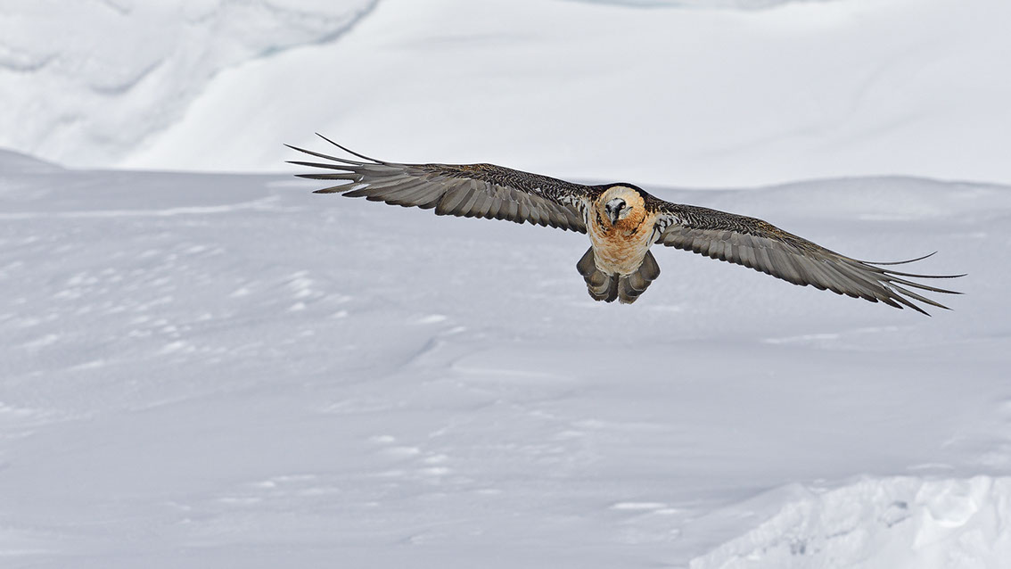 Bartgeier Schweiz Alpen fliegend Adult Gyaéte en vol Lammergeier Bearded Vulture