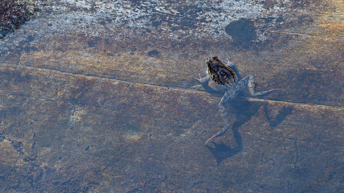 Bartgeier, Gypaète Barbu, Quebrantahuesos, Lämmergeier, Lammergeier, 