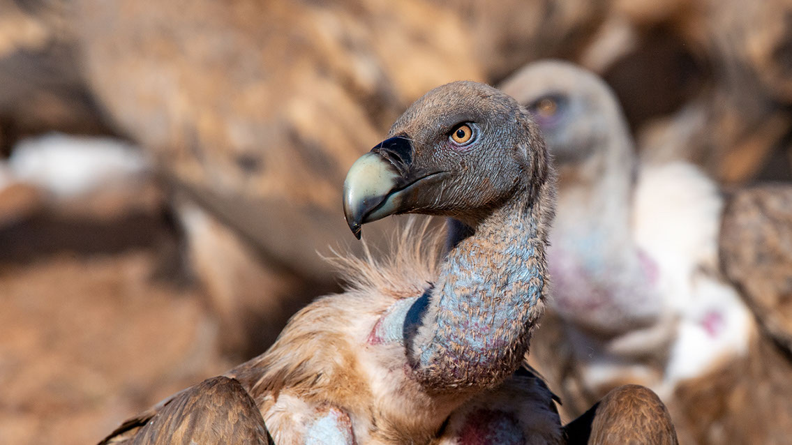 Bartgeier, Gypaète Barbu, Quebrantahuesos, Lämmergeier, Lammergeier, 
