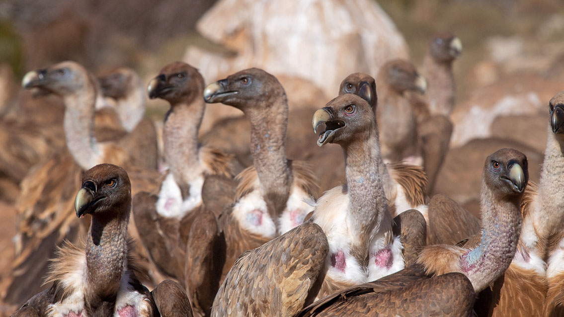 Bartgeier, Gypaète Barbu, Quebrantahuesos, Lämmergeier, Lammergeier, 