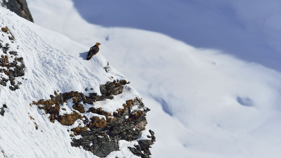 Bartgeier, Gipeto, Lammergeier, Bearded Vulture, Gypaète, Gypaetus barbatus, 