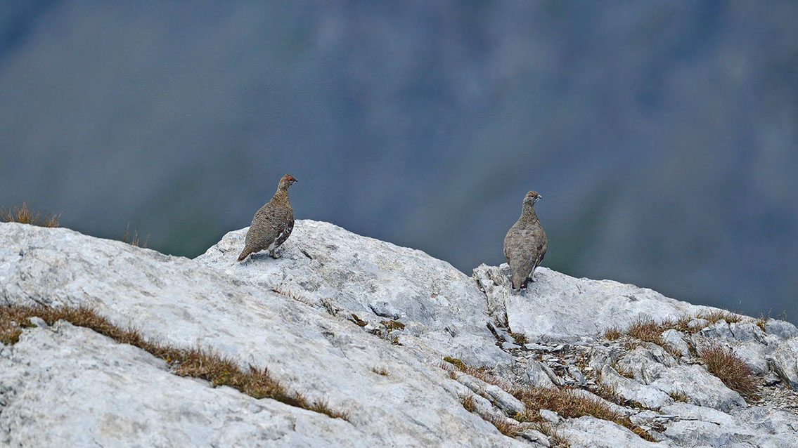Bartgeier, Gypaète Barbu, Quebrantahuesos, Lämmergeier, Lammergeier, 