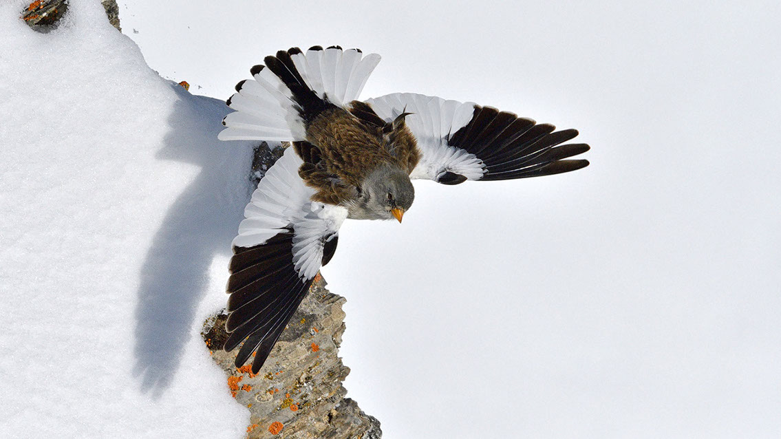 Bartgeier, Gypaète Barbu, Quebrantahuesos, Lämmergeier, Lammergeier, 