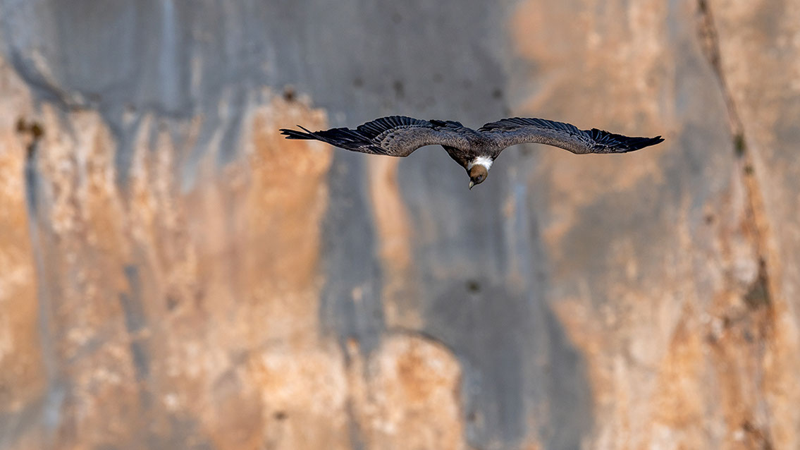 Bartgeier, Gypaète Barbu, Quebrantahuesos, Lämmergeier, Lammergeier, 