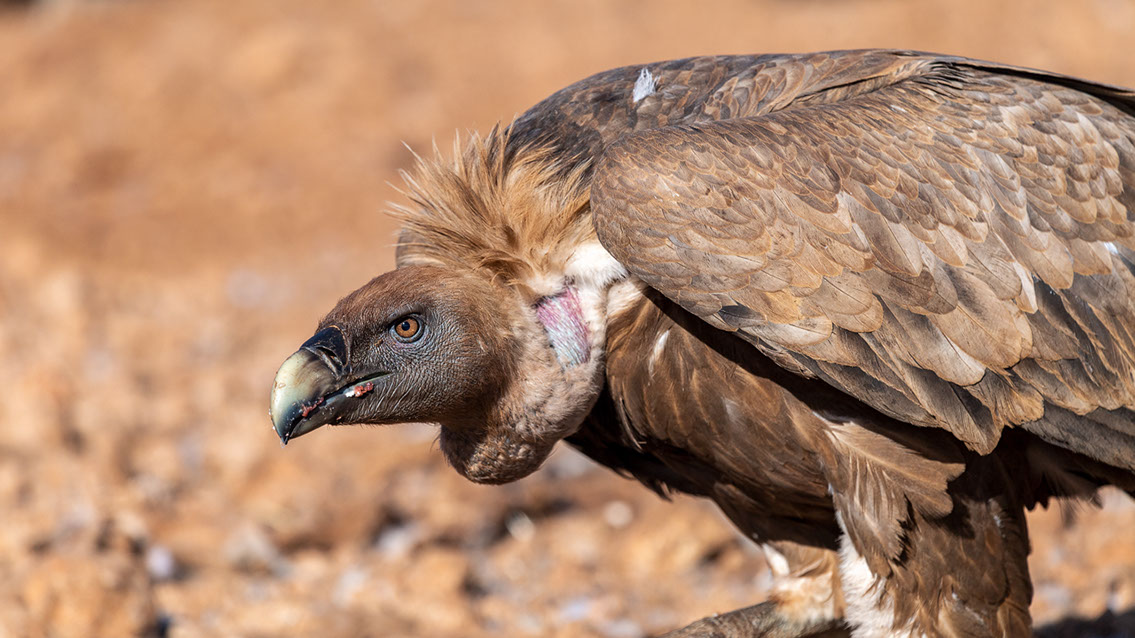 Bartgeier, Gypaète Barbu, Quebrantahuesos, Lämmergeier, Lammergeier, 