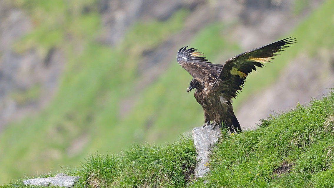Bartgeier Bartgeier, Gypaète Barbu, Quebrantahuesos, Lämmergeier, Lammergeier,