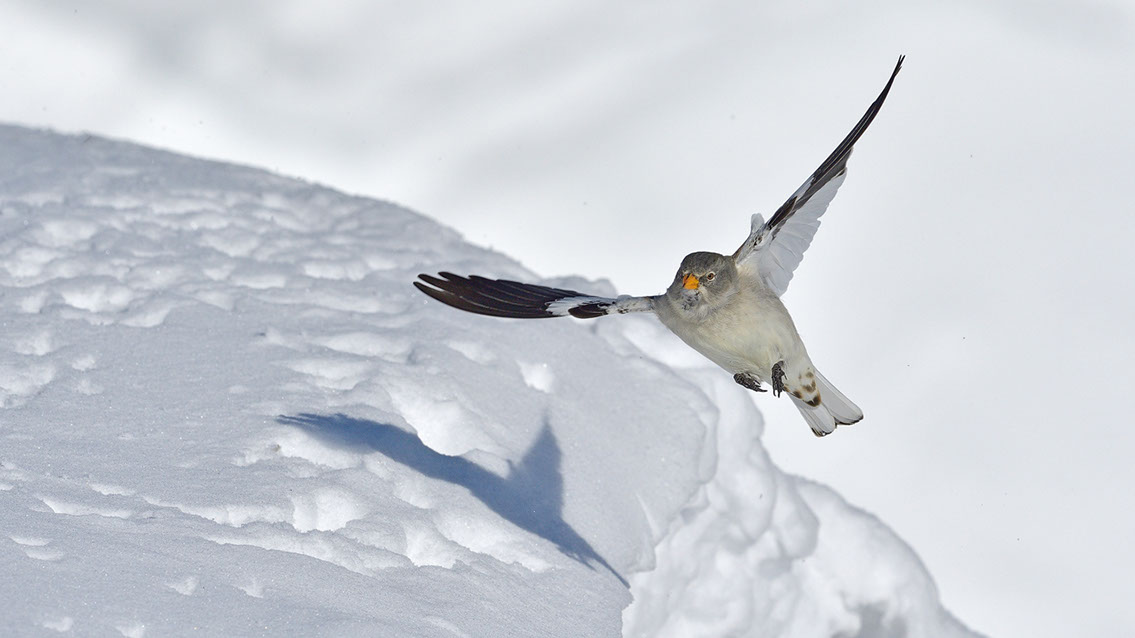 Bartgeier, Gypaète Barbu, Quebrantahuesos, Lämmergeier, Lammergeier, 