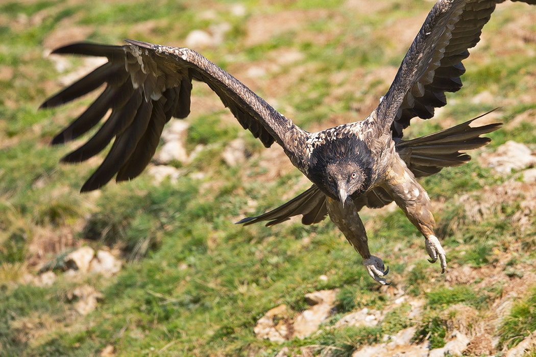 Bartgeier, Gypaète Barbu, Quebrantahuesos, Lämmergeier, Lammergeier, 