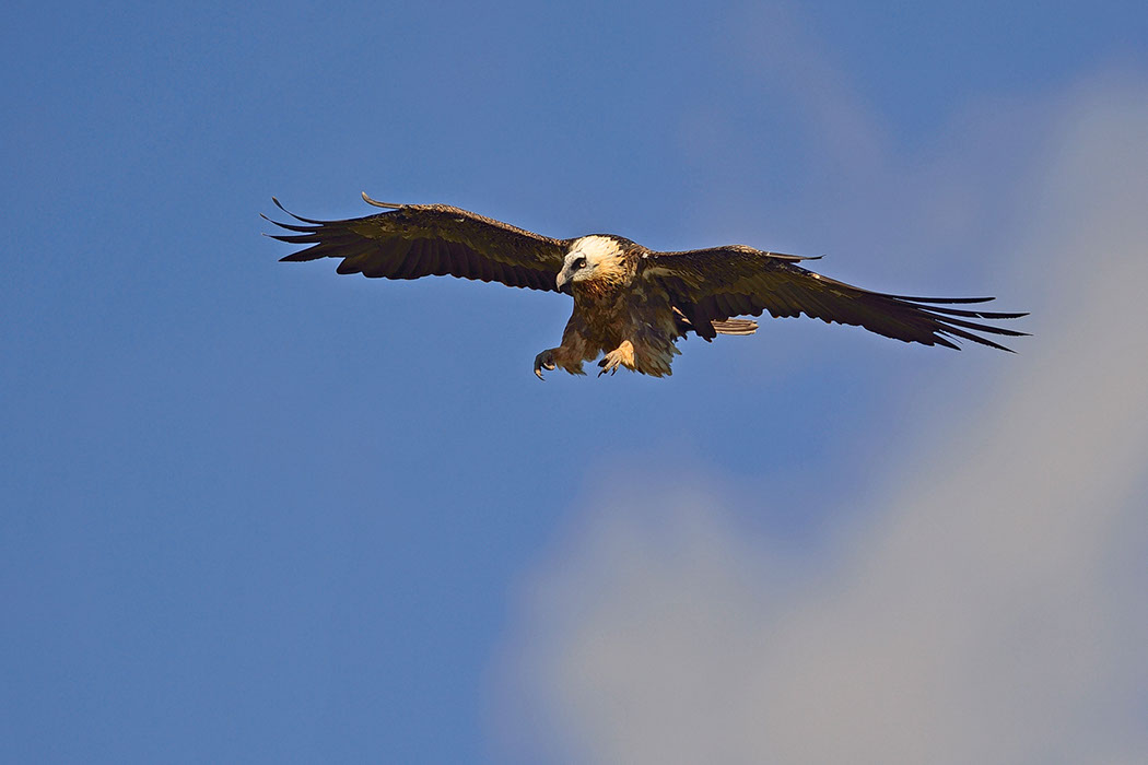 Bartgeier, Gypaète Barbu, Quebrantahuesos, Lämmergeier, Lammergeier, 