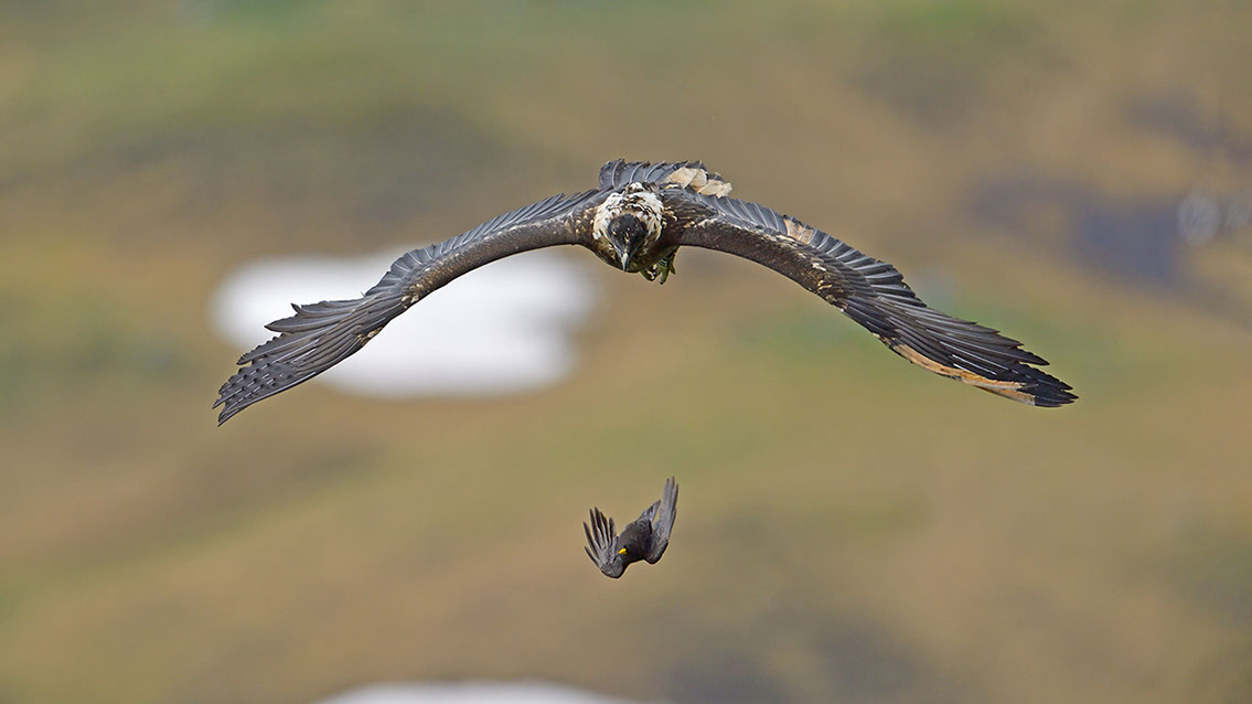 Bartgeier Bartgeier, Gypaète Barbu, Quebrantahuesos, Lämmergeier, Lammergeier,