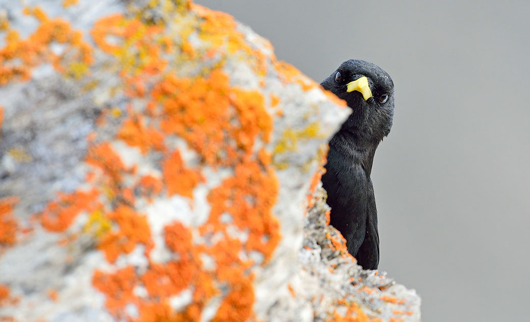 Alpendohle Schweiz Alpen  Adult