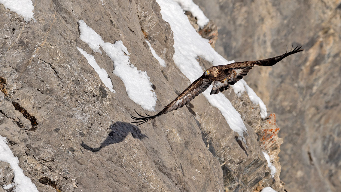 Bartgeier, Gypaète Barbu, Quebrantahuesos, Lämmergeier, Lammergeier, 