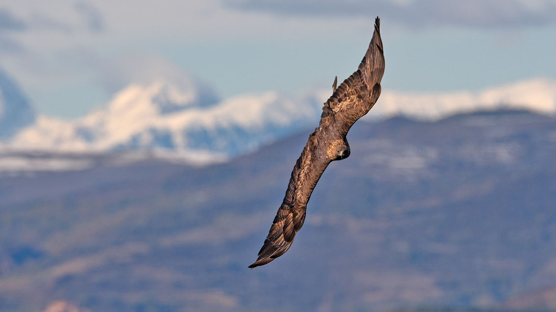 Bartgeier, Gypaète Barbu, Quebrantahuesos, Lämmergeier, Lammergeier, 