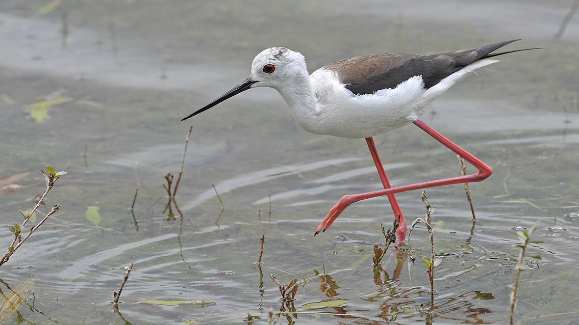 Bartgeier, Gypaète Barbu, Quebrantahuesos, Lämmergeier, Lammergeier, 