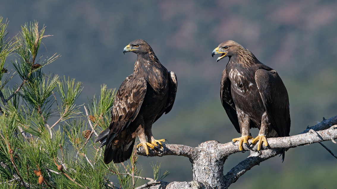 Bartgeier, Gypaète Barbu, Quebrantahuesos, Lämmergeier, Lammergeier, 
