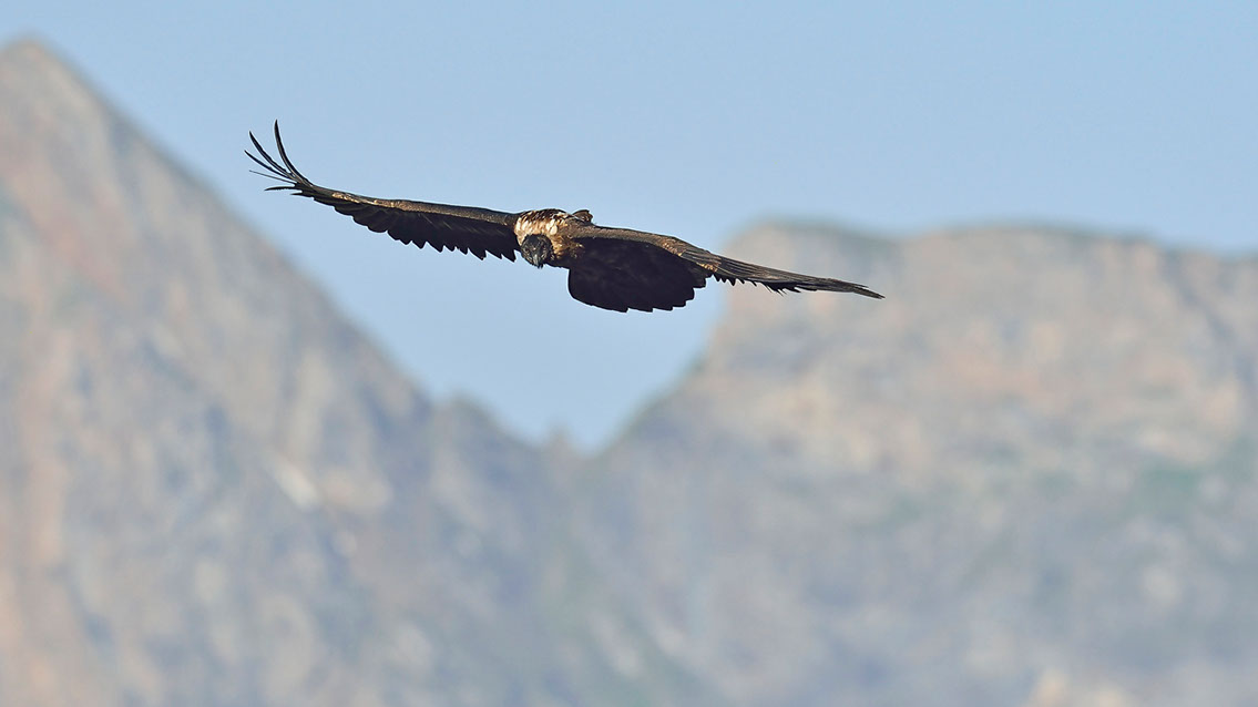 Bartgeier, Gypaète Barbu, Quebrantahuesos, Lämmergeier, Lammergeier, 