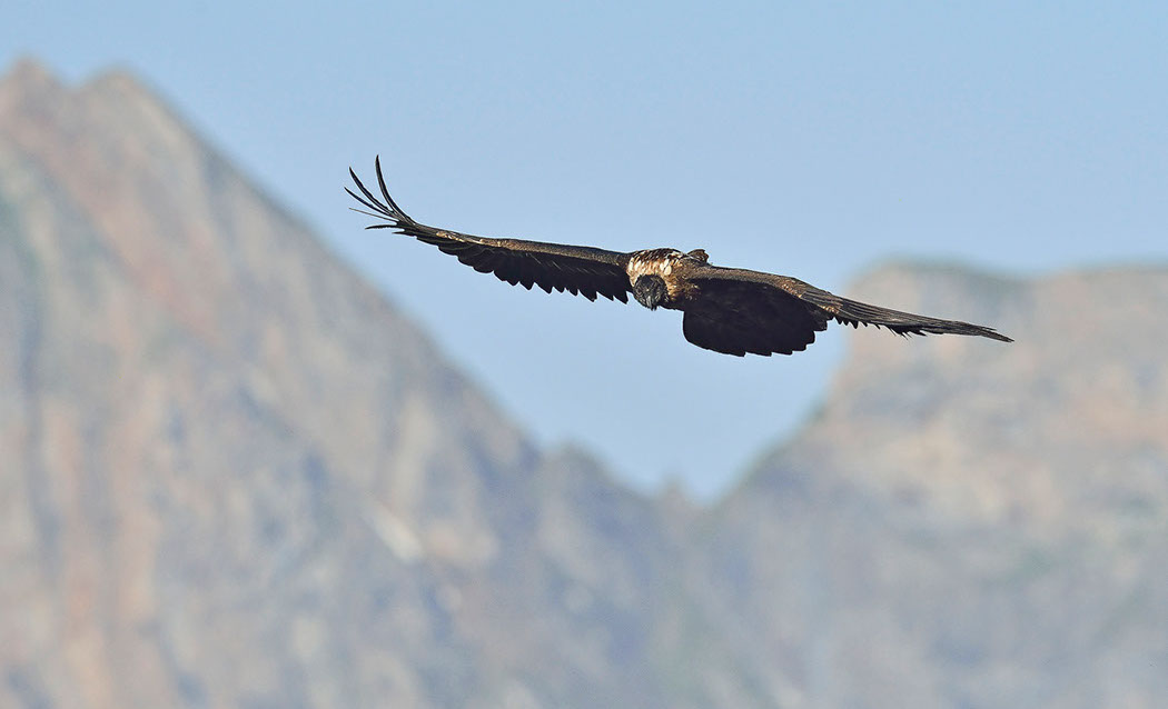 Bartgeier, Gipeto, Lammergeier, Bearded Vulture, Gypaète, Gypaetus barbatus, Auswilderung 2015, Evolina, Melchsee-Frutt, Sempach II, Trudi