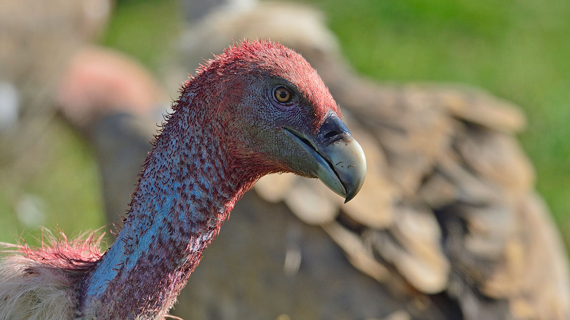 Bartgeier, Gypaète Barbu, Quebrantahuesos, Lämmergeier, Lammergeier, 