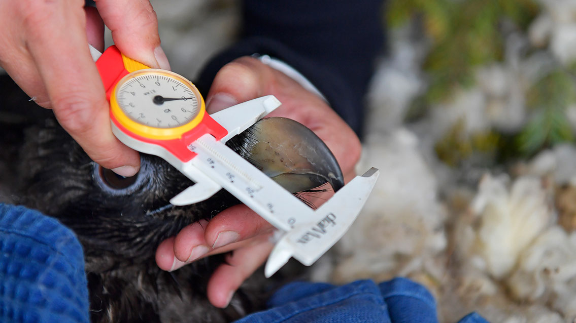 Bartgeier Bartgeier, Gypaète Barbu, Quebrantahuesos, Lämmergeier, Lammergeier,