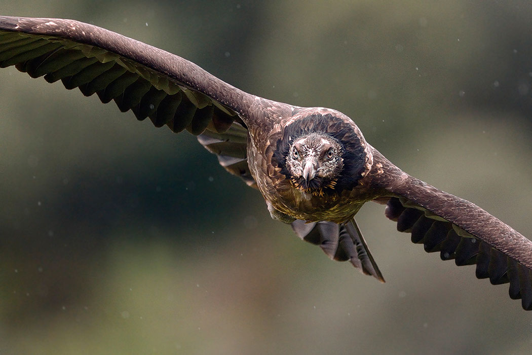 Bartgeier, Gypaète Barbu, Quebrantahuesos, Lämmergeier, Lammergeier, 