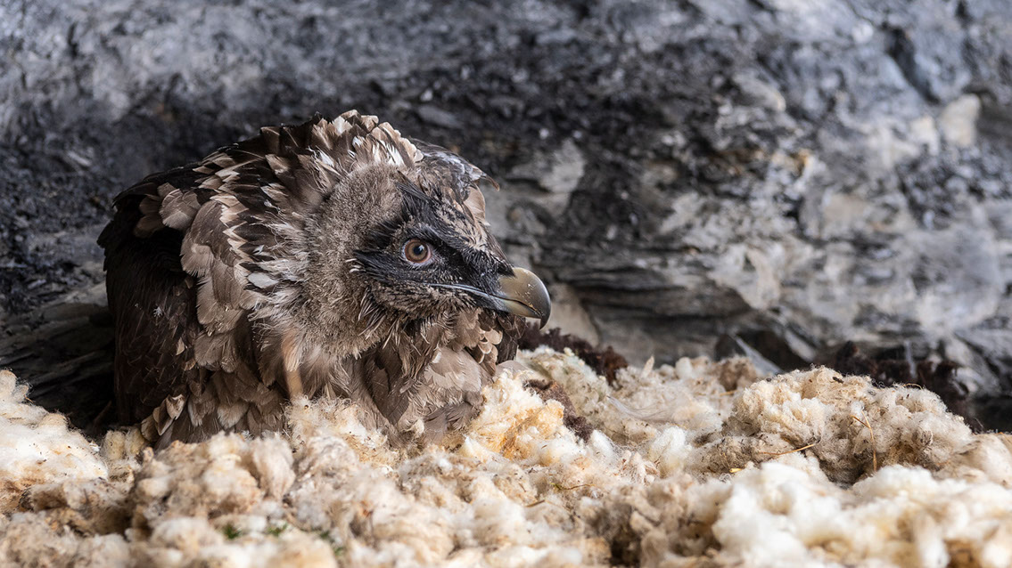 Bartgeier Schweiz Alpen fliegend Adult Gyaéte en vol Lammergeier Bearded Vulture