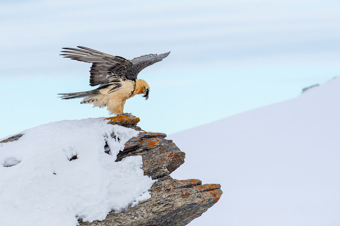 Bartgeier, Gipeto, Lammergeier, Bearded Vulture, Gypaète, Gypaetus barbatus, fliegend, sitzend, Alpen, Swiss Alps, 