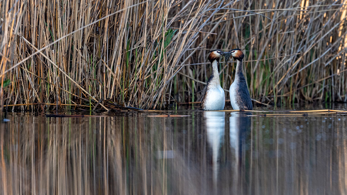 Bartgeier, Gypaète Barbu, Quebrantahuesos, Lämmergeier, Lammergeier, 