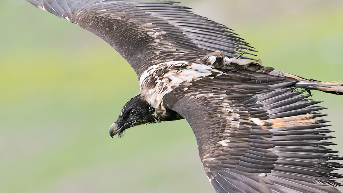 Bartgeier Bartgeier, Gypaète Barbu, Quebrantahuesos, Lämmergeier, Lammergeier,