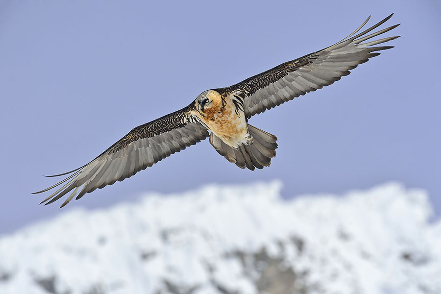 Bartgeier, Gipeto, Lammergeier, Bearded Vulture, Gypaète, Gypaetus barbatus, fliegend, sitzend, Alpen, Swiss Alps, 