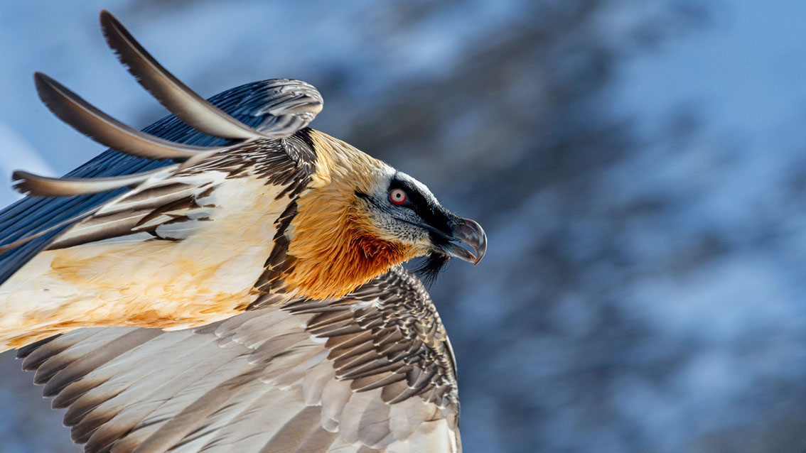 Bartgeier, Gipeto, Lammergeier, Bearded Vulture, Gypaète, Gypaetus barbatus, fliegend, sitzend, Alpen, Swiss Alps, 