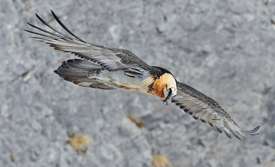 Bartgeier, Gipeto, Lammergeier, Bearded Vulture, Gypaète, Gypaetus barbatus, fliegend, sitzend, Alpen, Swiss Alps, 