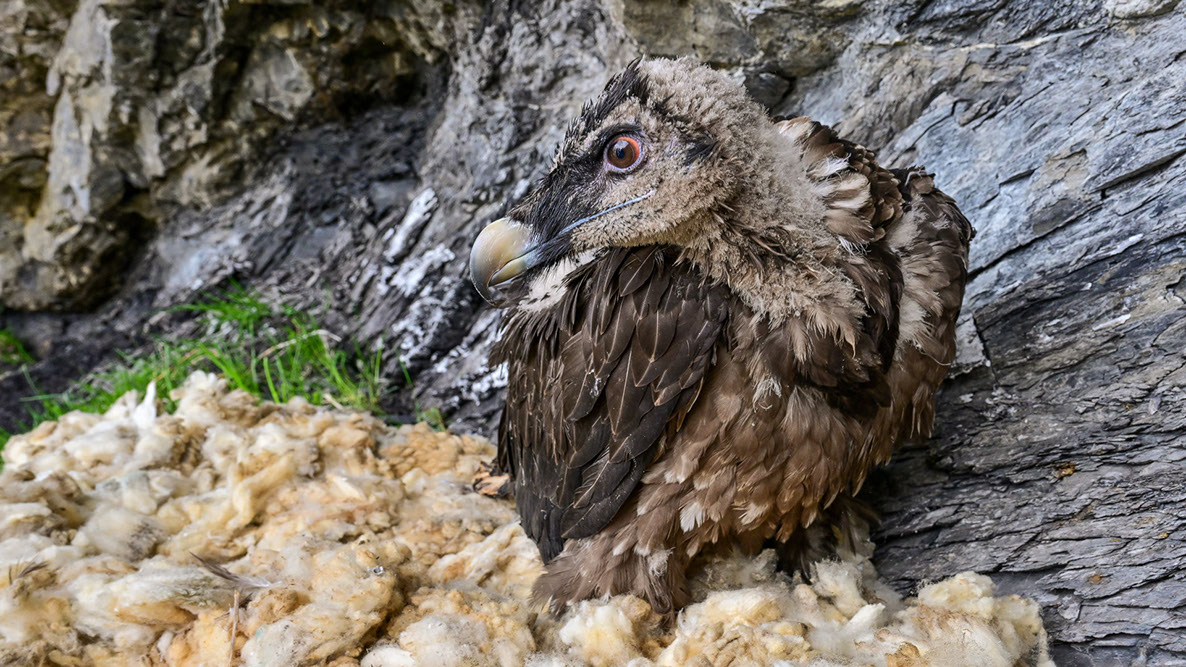 Bartgeier, Gypaète Barbu, Quebrantahuesos, Lämmergeier, Lammergeier, 
