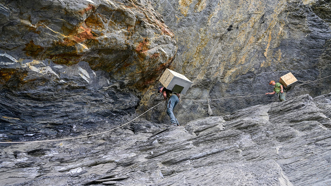 Bartgeier, Gypaète Barbu, Quebrantahuesos, Lämmergeier, Lammergeier, 