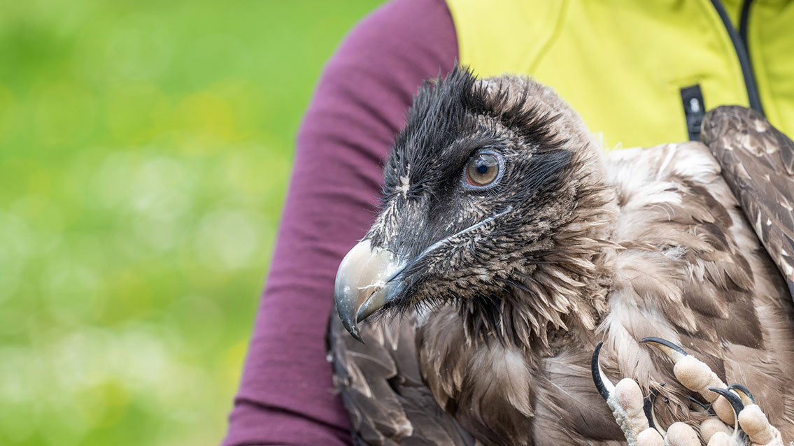 Bartgeier, Gypaète Barbu, Quebrantahuesos, Lämmergeier, Lammergeier, 