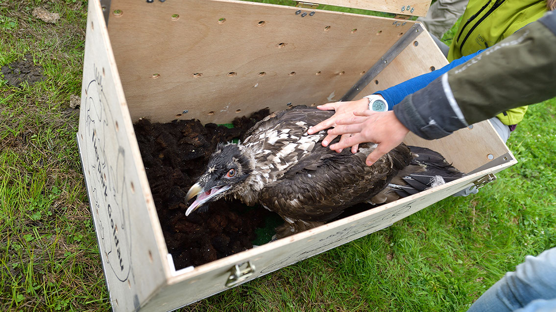 Bartgeier Bartgeier, Gypaète Barbu, Quebrantahuesos, Lämmergeier, Lammergeier,