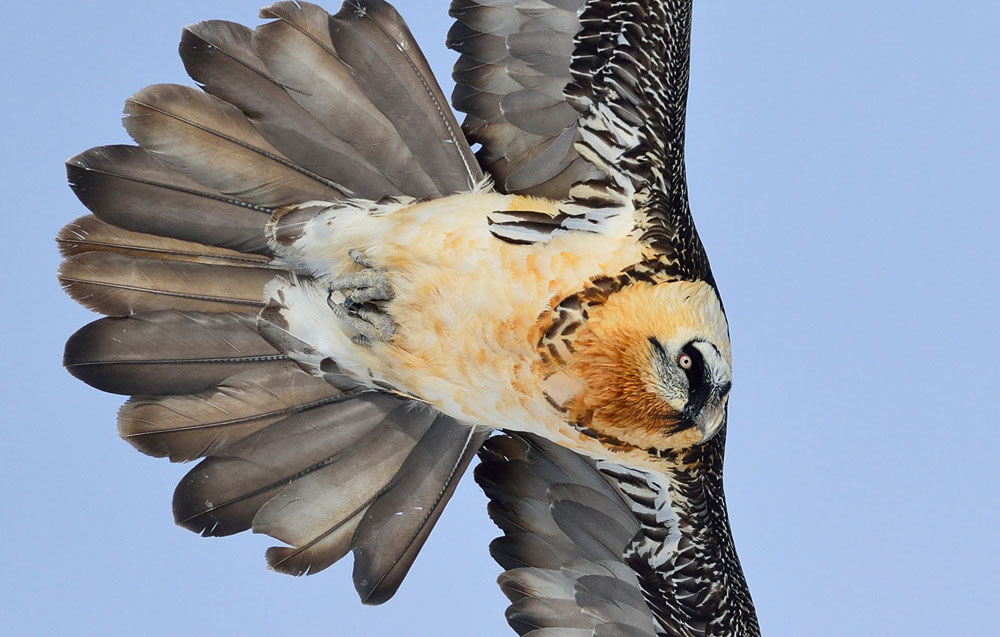 Bartgeier, Gipeto, Lammergeier, Bearded Vulture, Gypaète, Gypaetus barbatus, fliegend, sitzend, Alpen, Swiss Alps, 